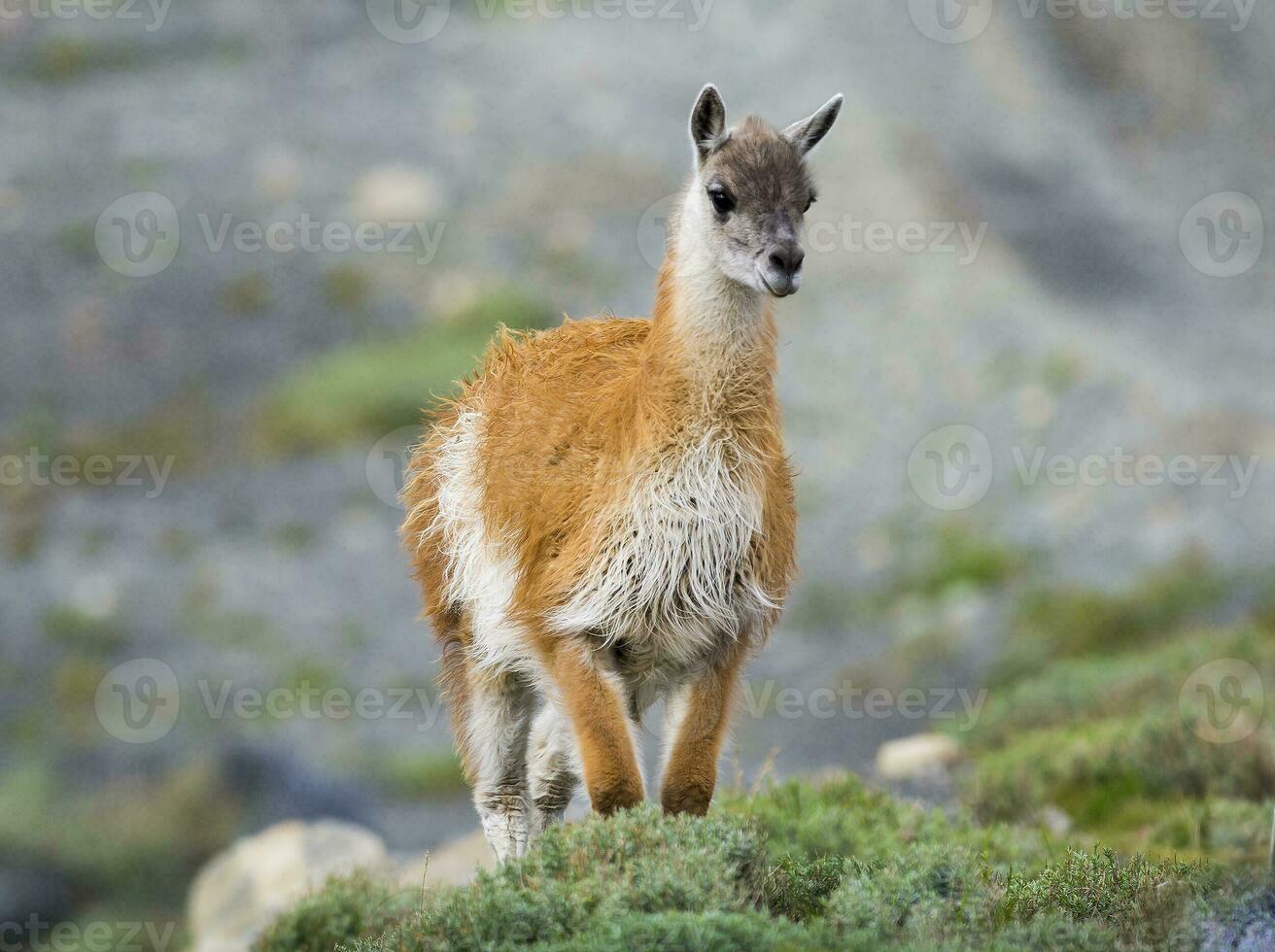 a llama walking along a rocky hillside photo