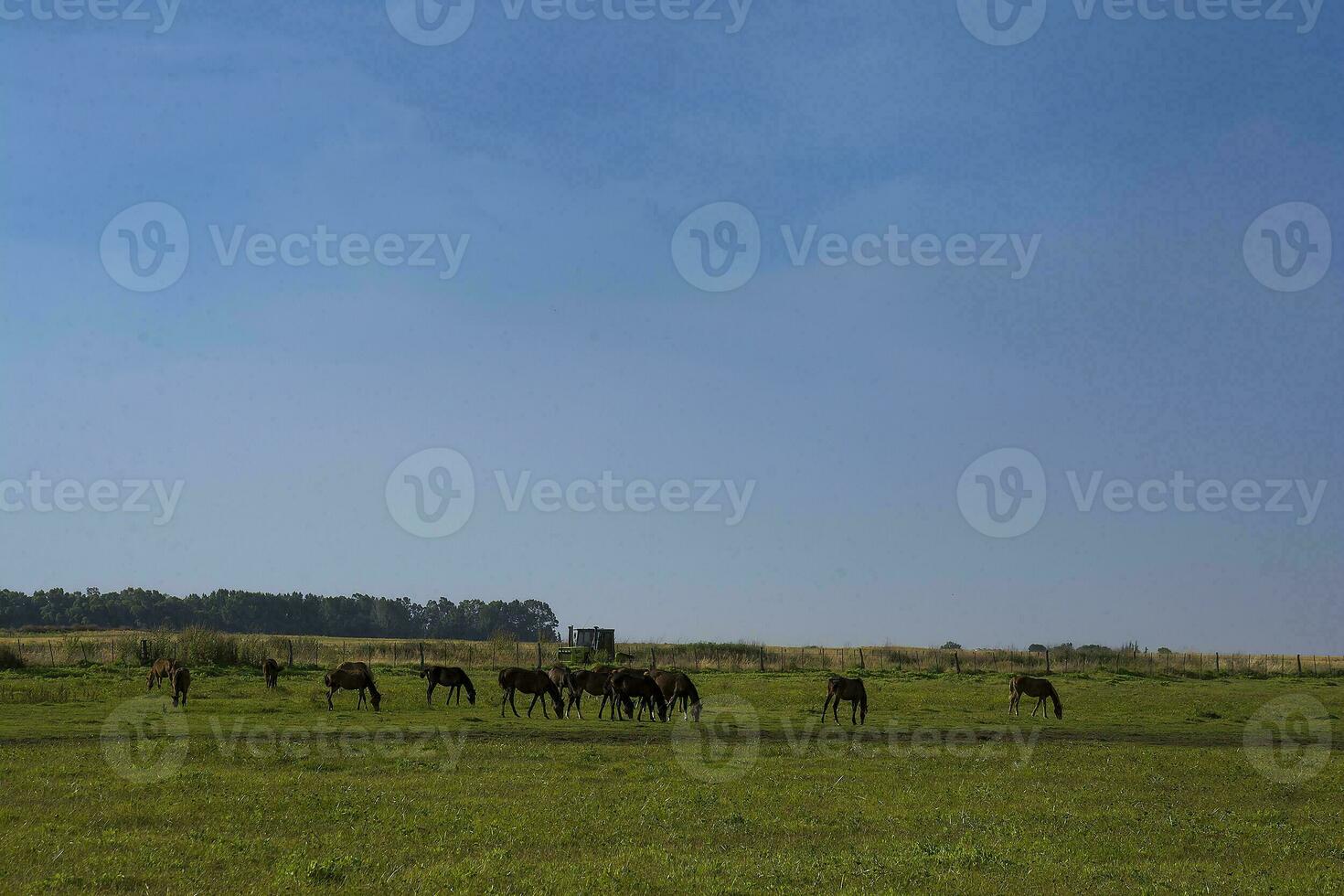 a herd of horses in a field photo