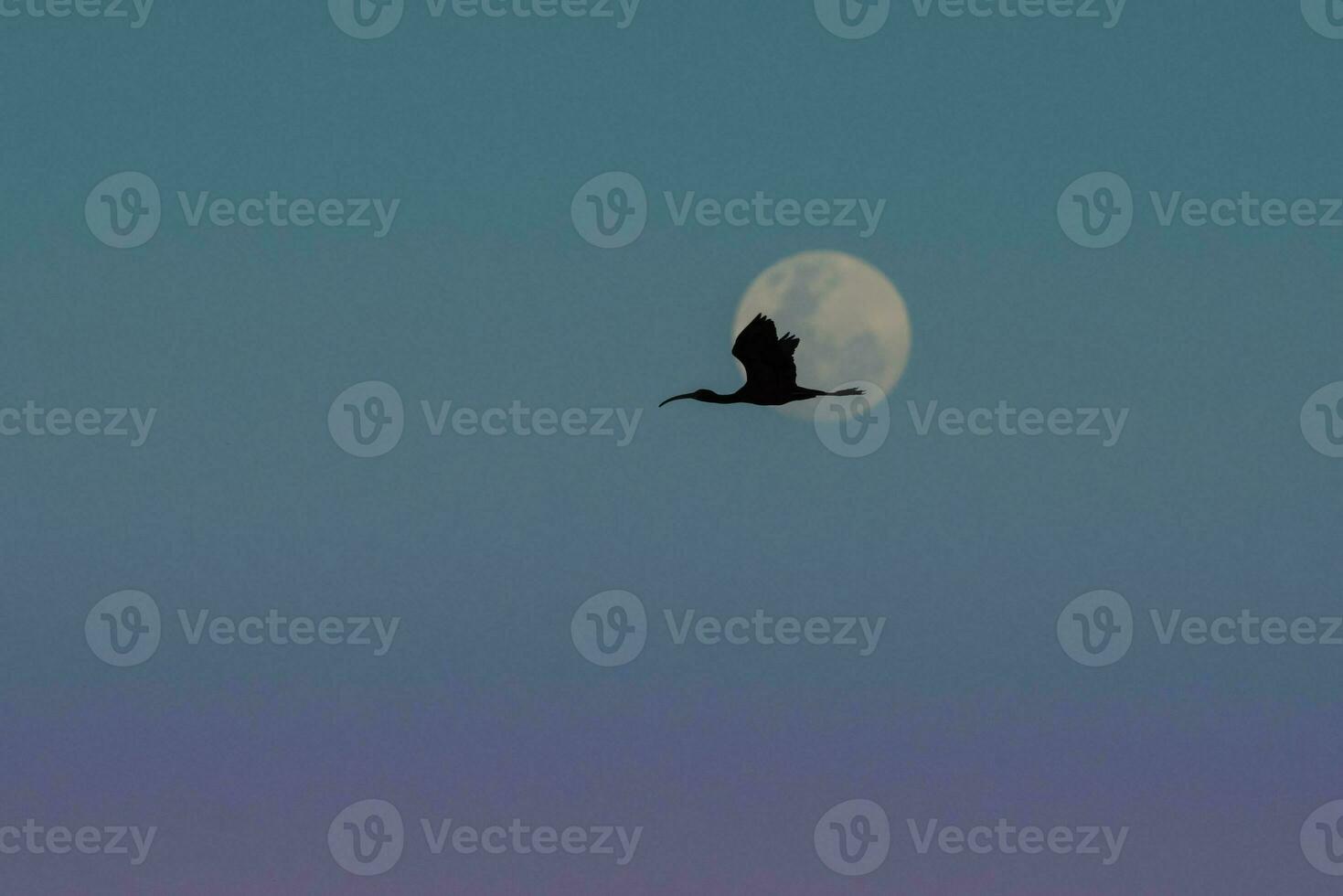 a bird flying in the sky with a full moon behind it photo