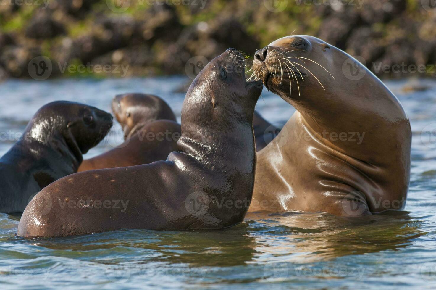 a sea lion is kissing another sea lion photo