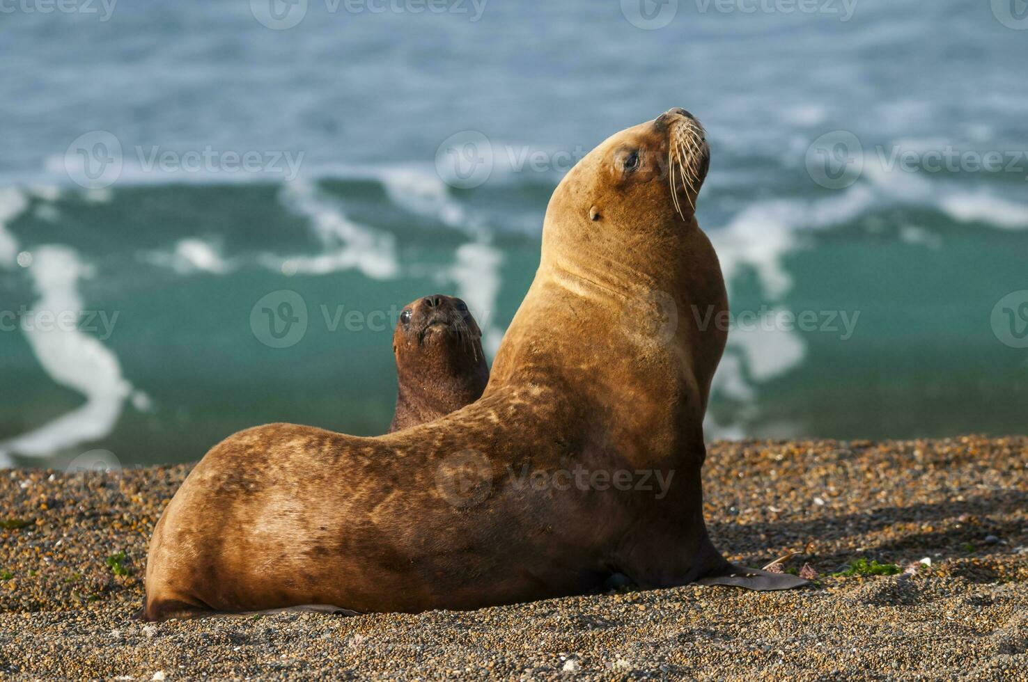 un mar león en el playa foto