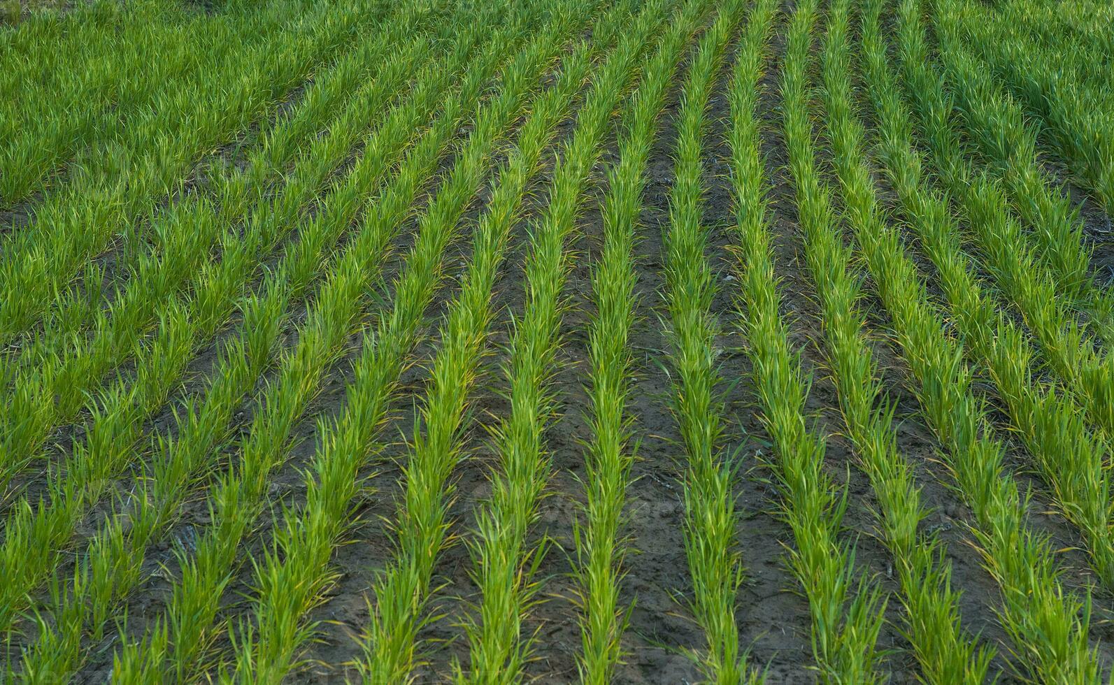 a field of green rice plants photo