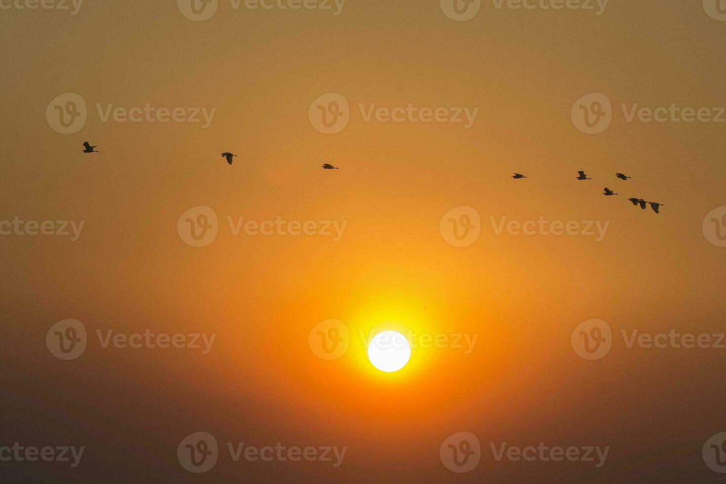 a flock of birds flying in the sky at sunset photo