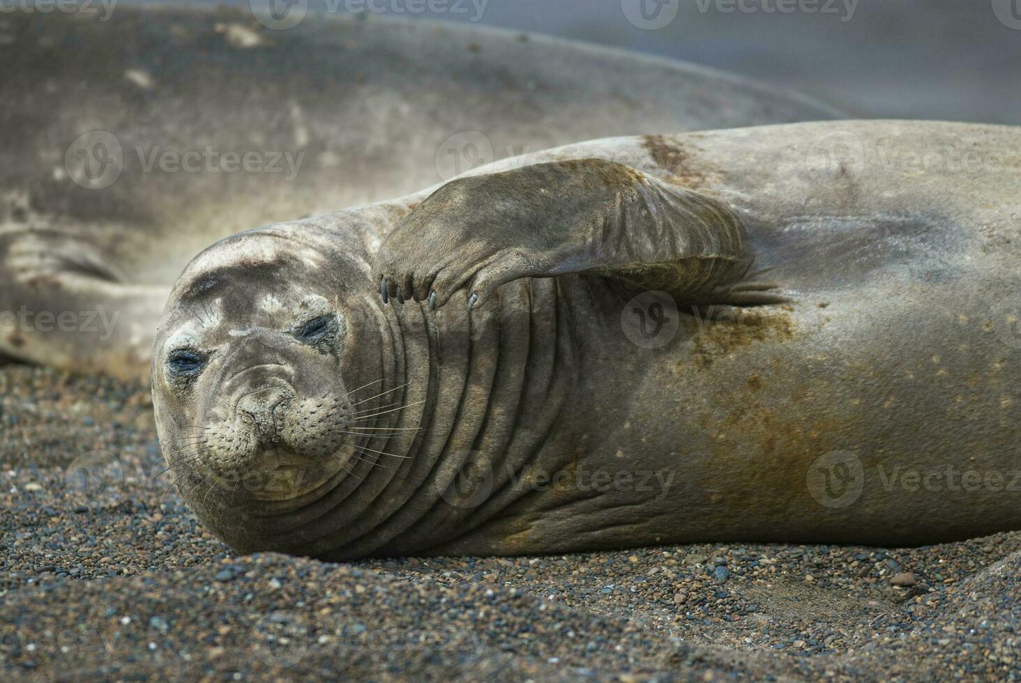 a group of sea lions photo