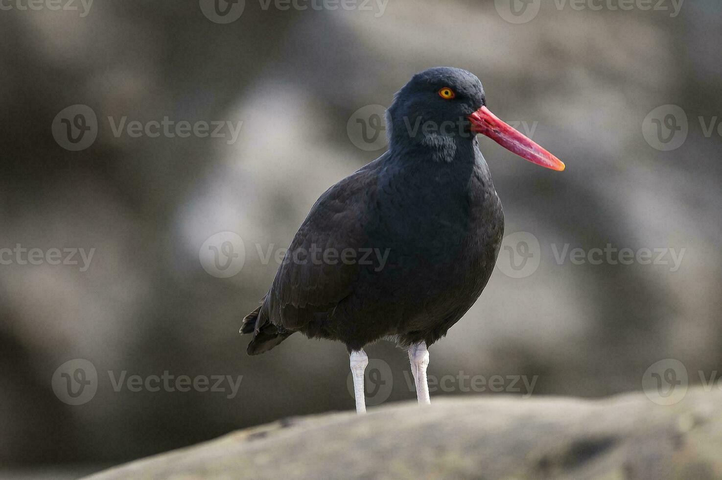 a black bird with a red beak standing on a rock photo