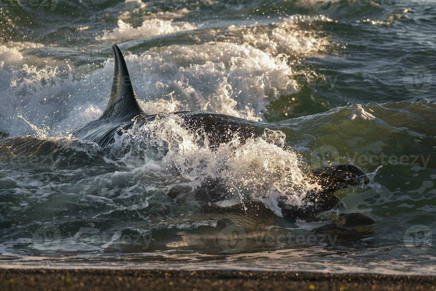 a large shark is swimming in the ocean photo