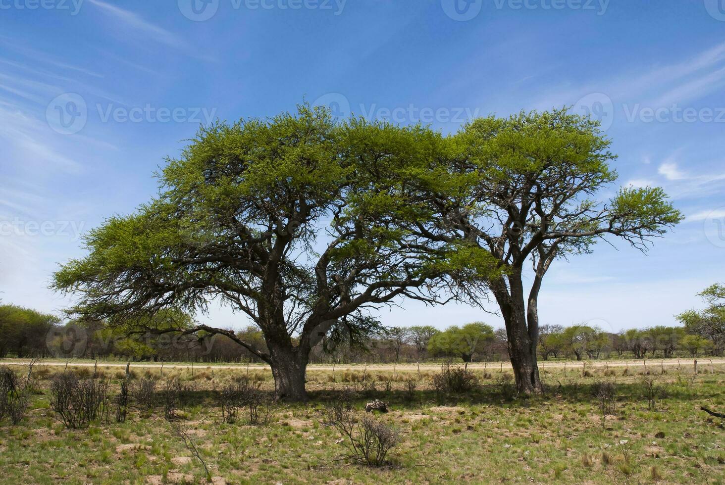 a large tree with many leaves photo