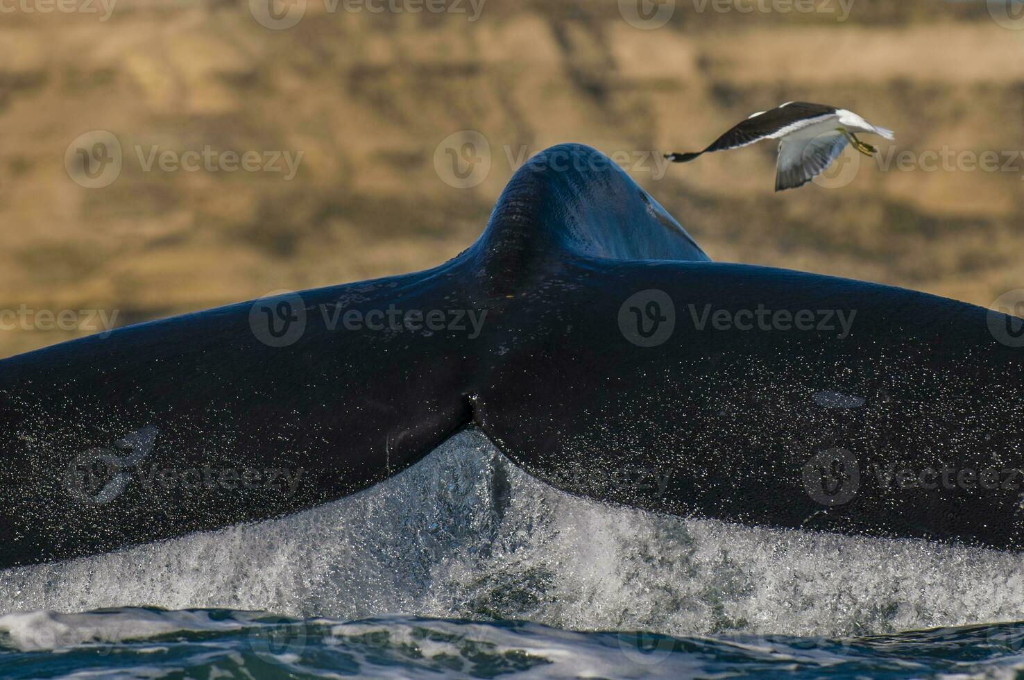 a bird flying over the tail of a whale photo