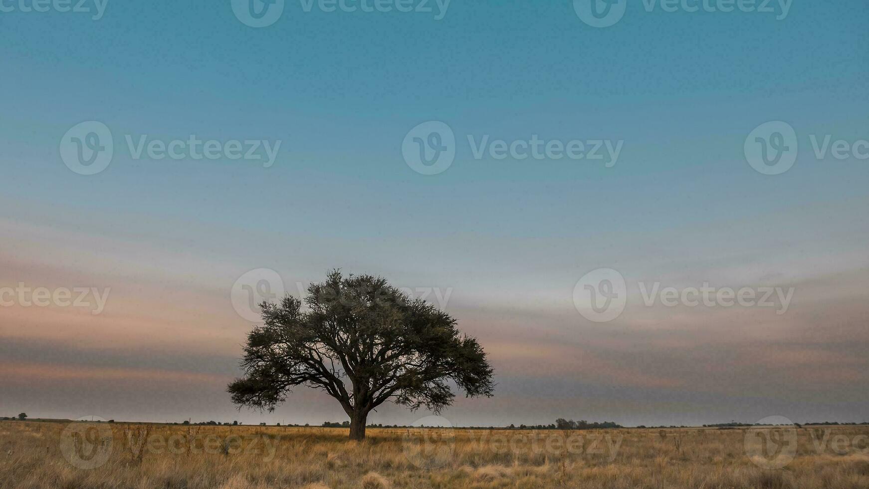 un grande árbol en un campo con un púrpura cielo foto