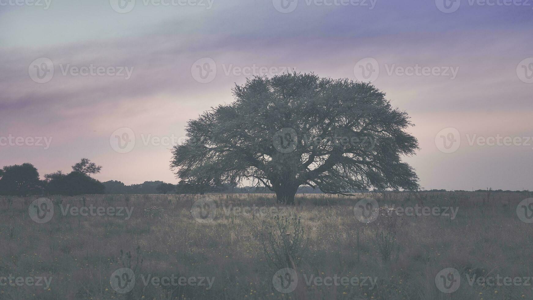 a large tree in a field with a purple sky photo