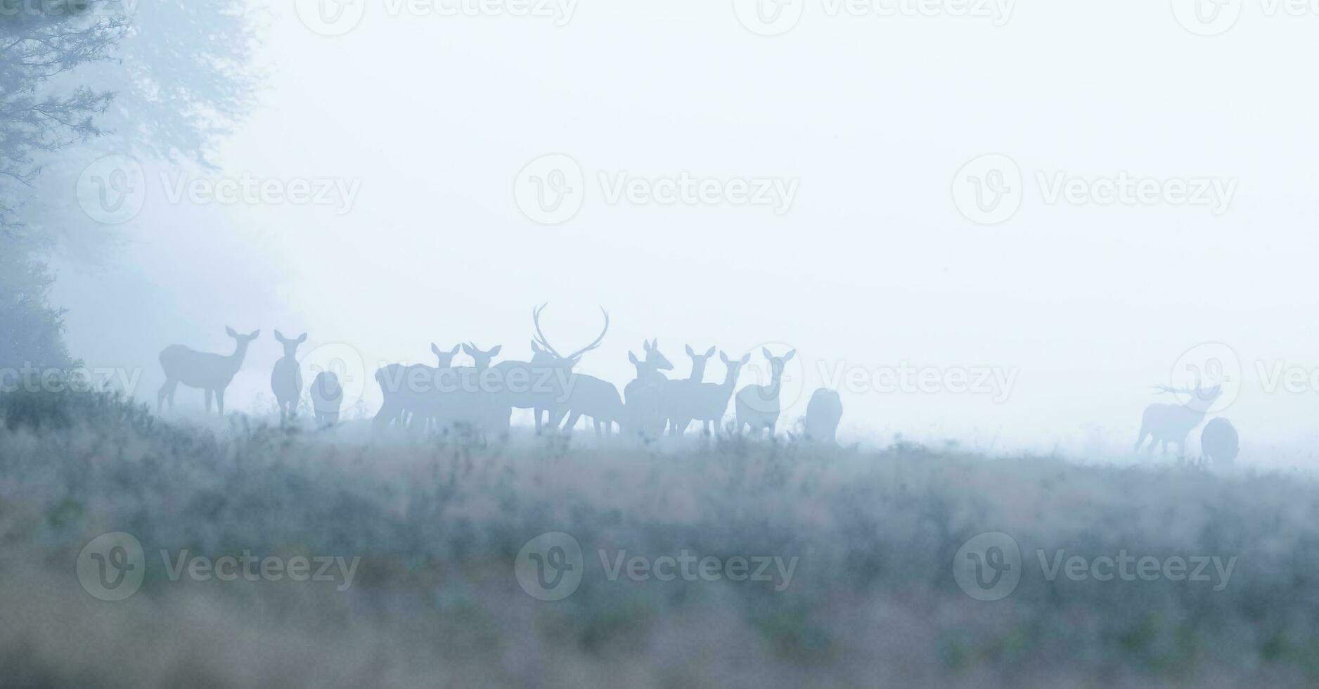 Red deer in Parque Luro Nature Reserve, La Pampa, Argentina photo