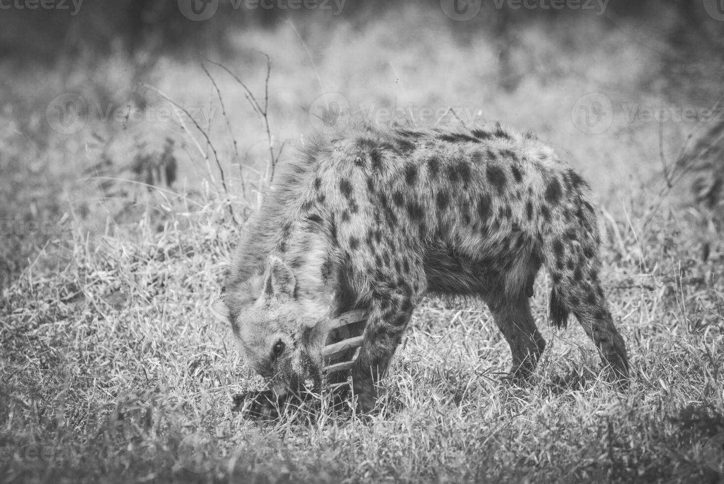 hiena comiendo un animal foto