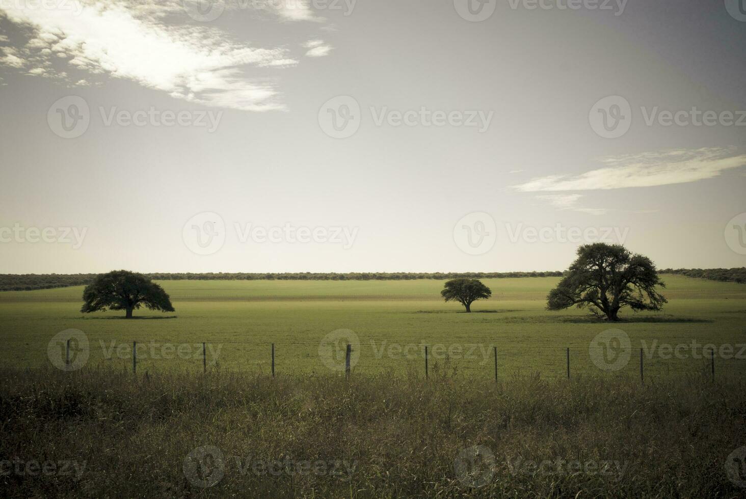 paisaje ver la pampa, argentina foto