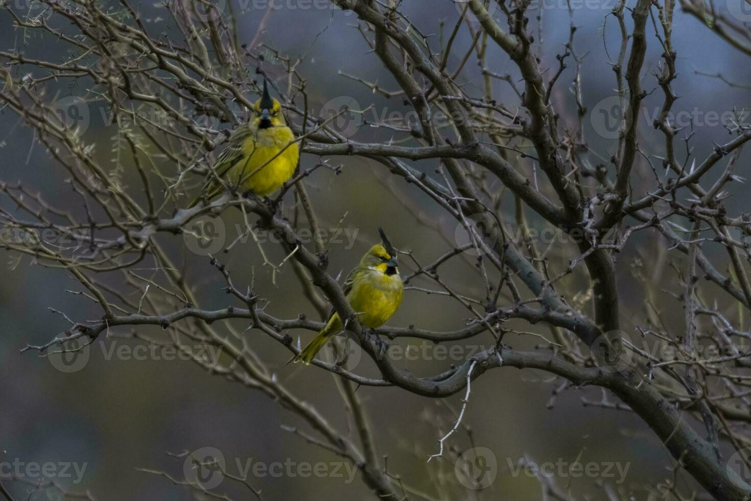 a yellow bird sitting on a branch in the trees photo