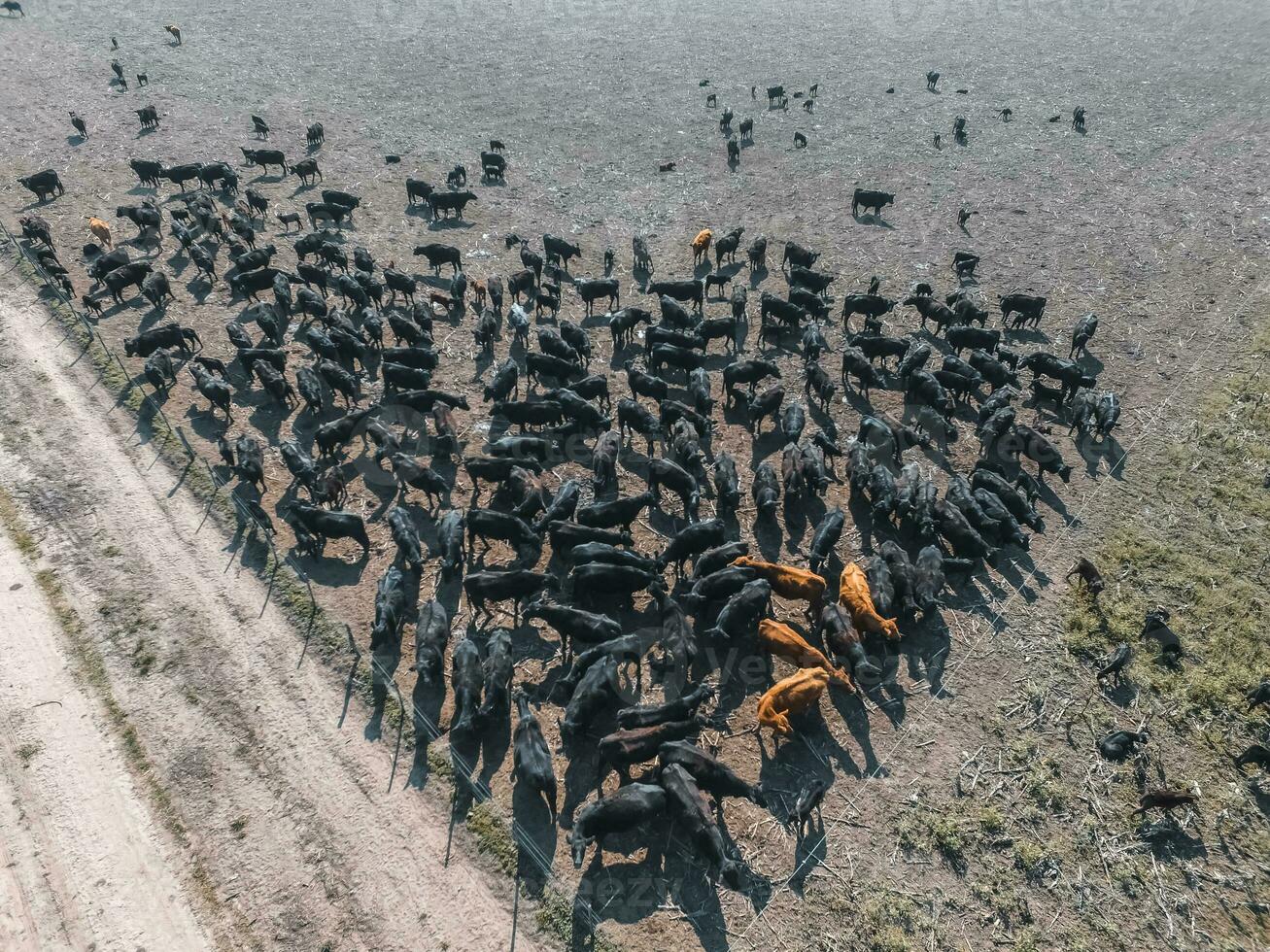 an aerial view of a herd of cattle photo