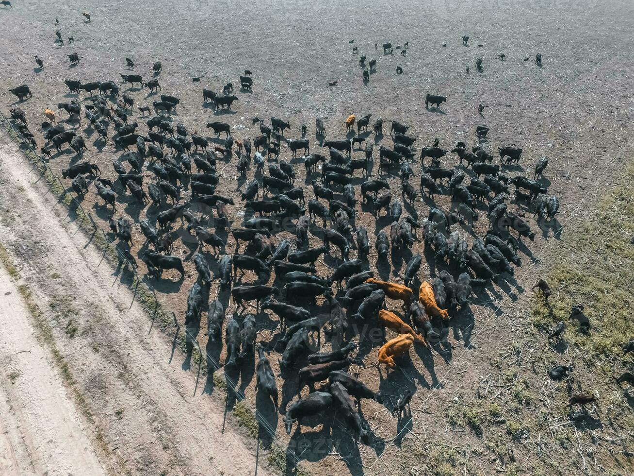 un aéreo ver de un manada de vacas foto