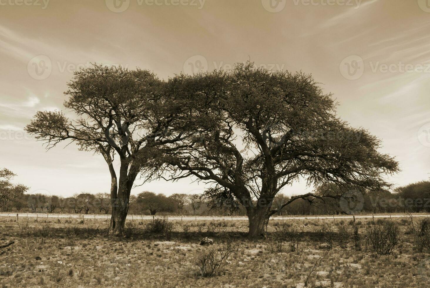 a field with trees and grass photo