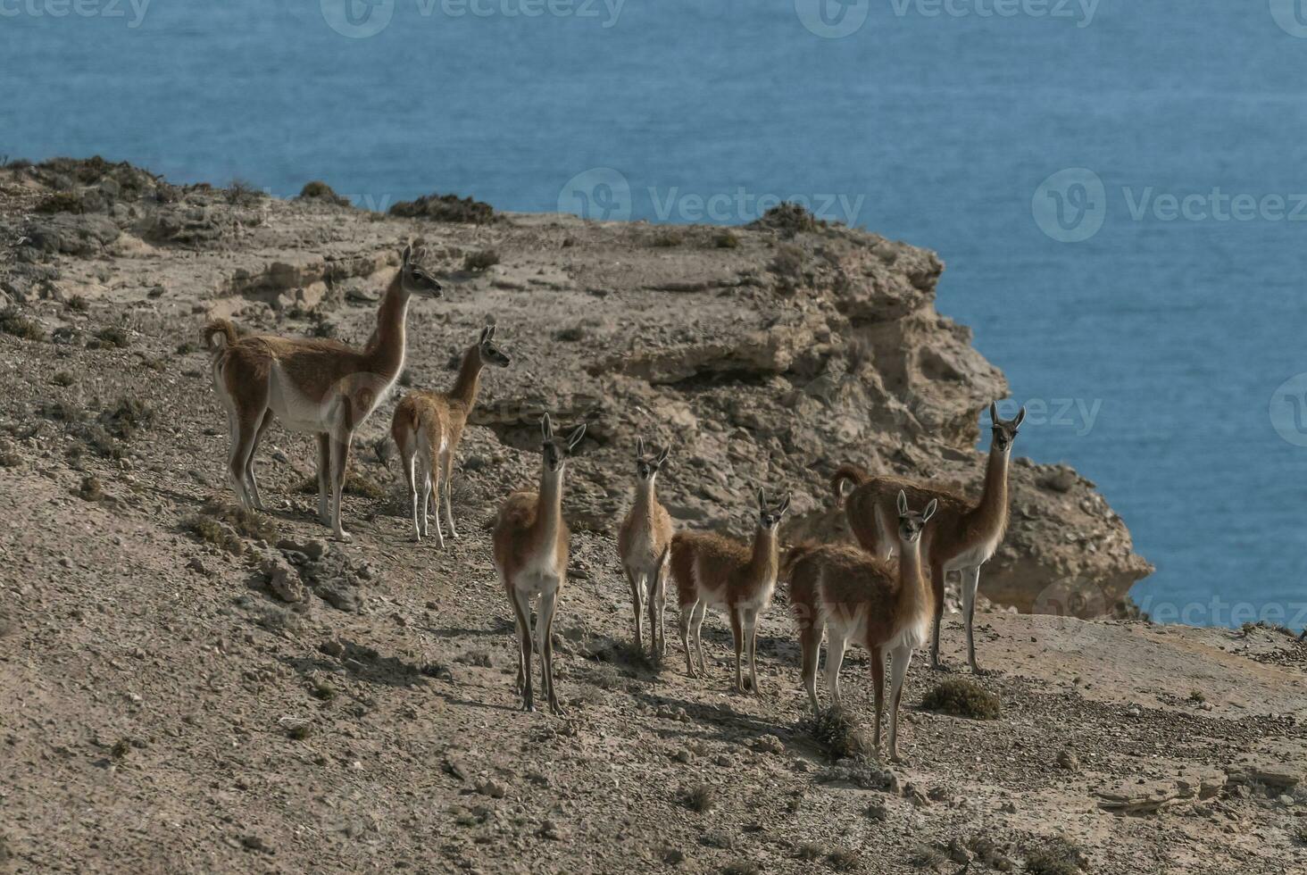 un grupo de animales en pie en un rocoso colina foto