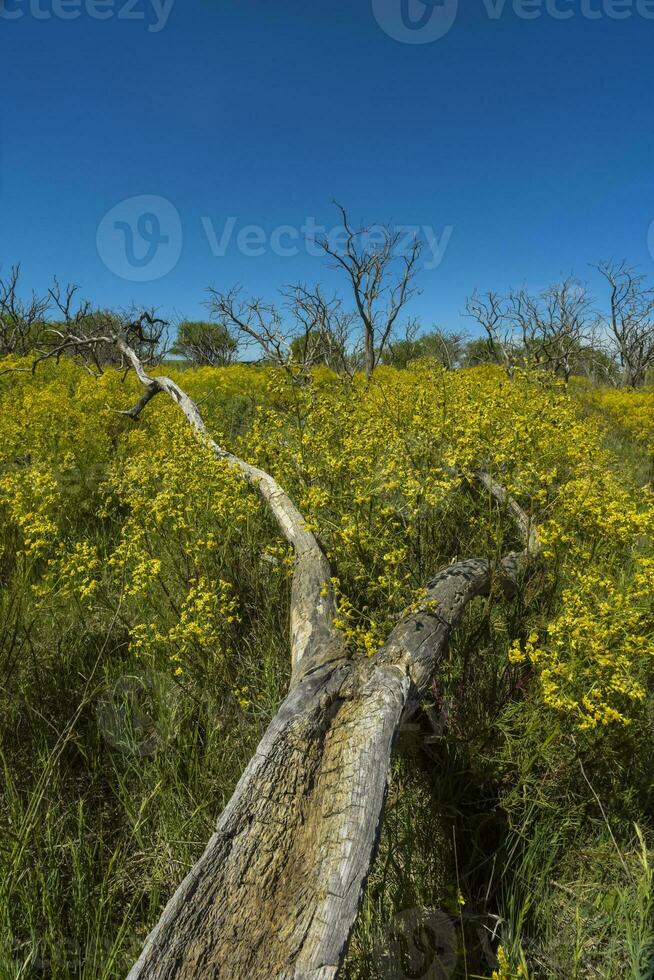 Argentinian vegetation Pampas view photo