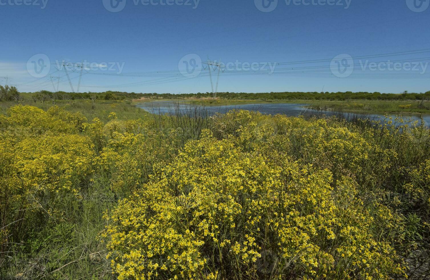 Argentinian vegetation Pampas view photo