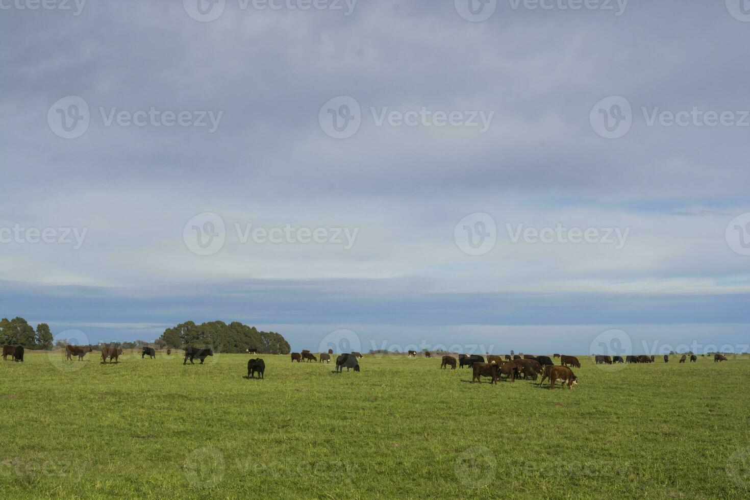 toro cría en el argentino campo foto