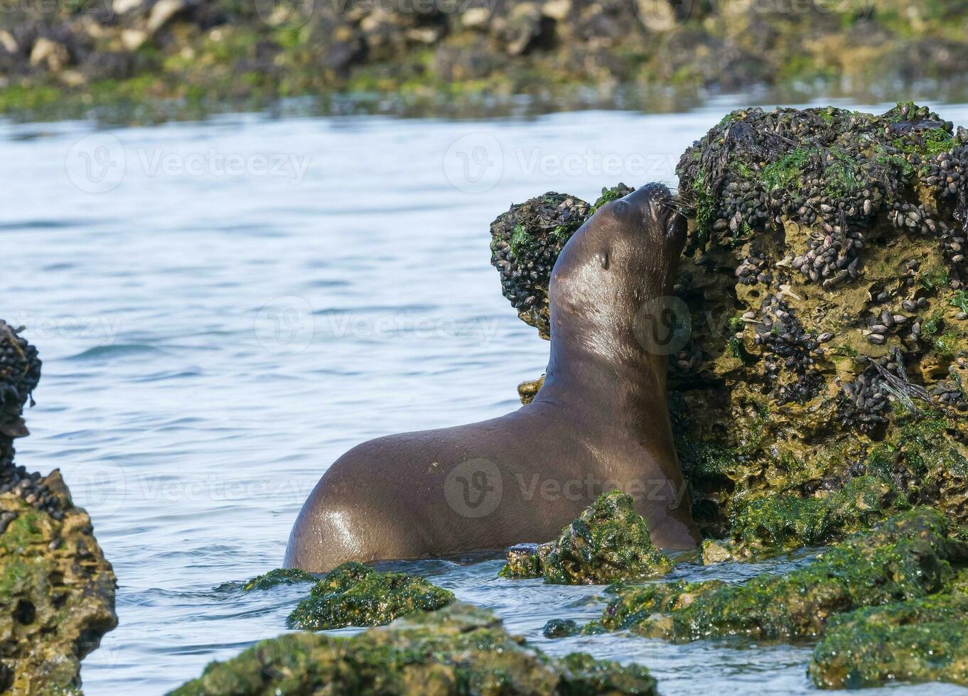 Sea lions portrait photo