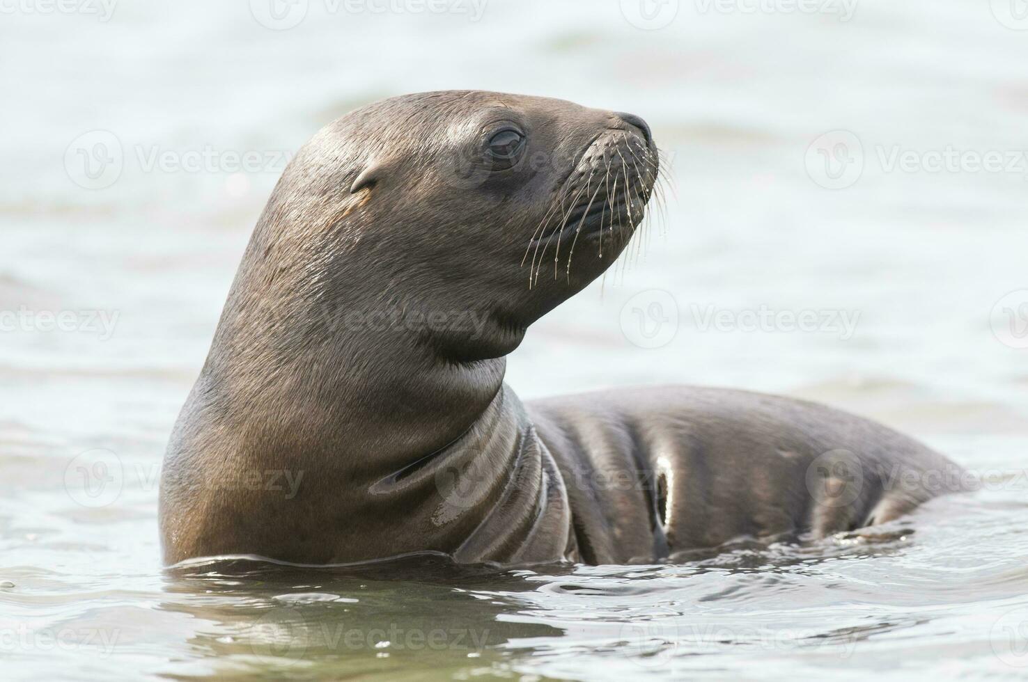 Seals in Patagonia photo