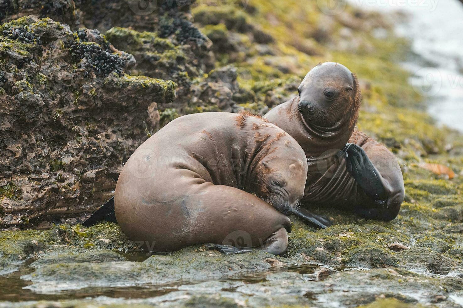 Sea lions portrait photo