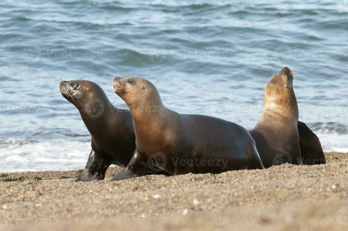 Sea lions portrait photo