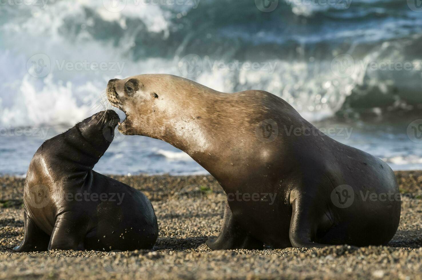 focas en Patagonia foto