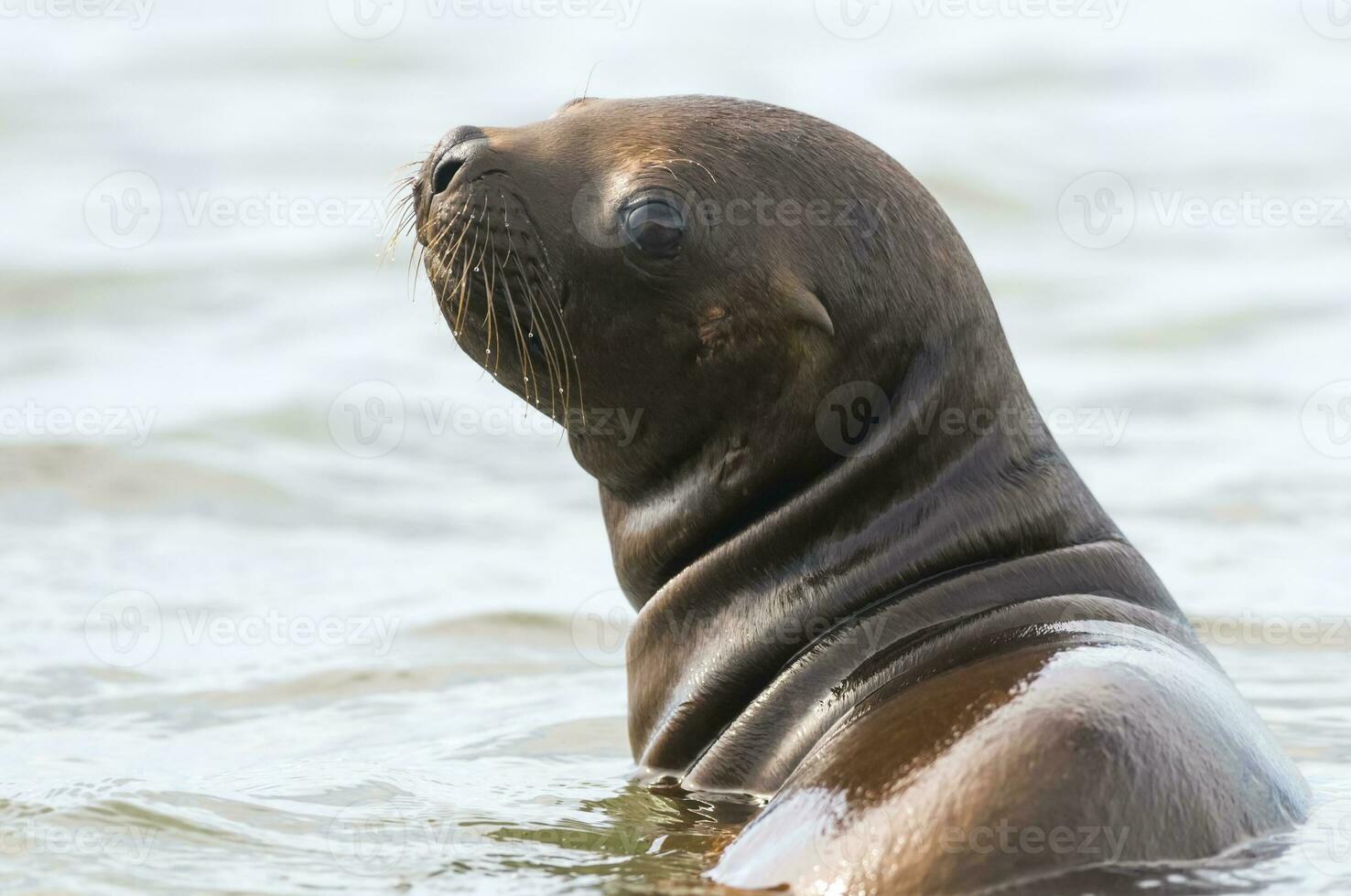 Seal in Patagonia photo