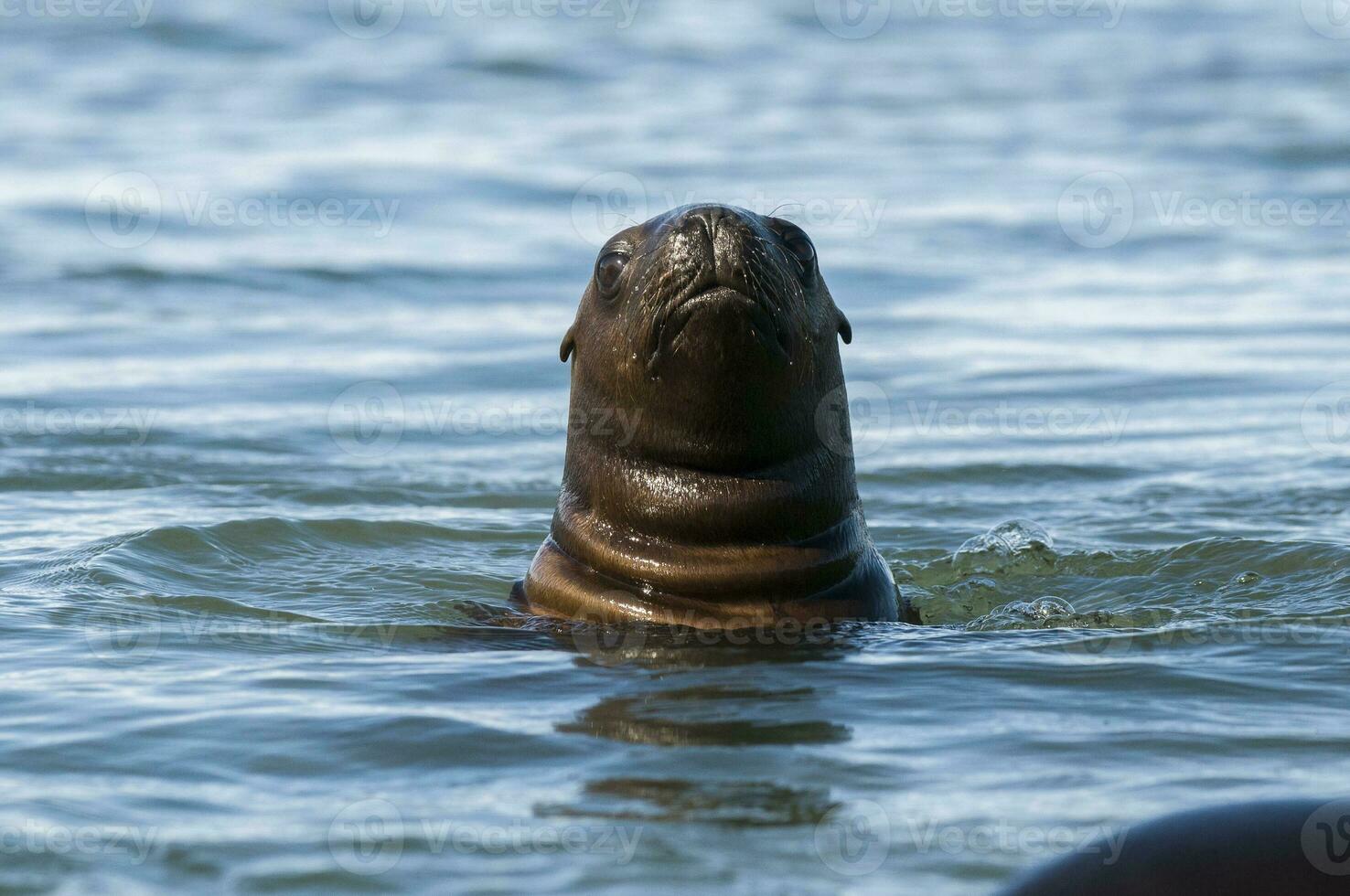 Seal in Patagonia photo