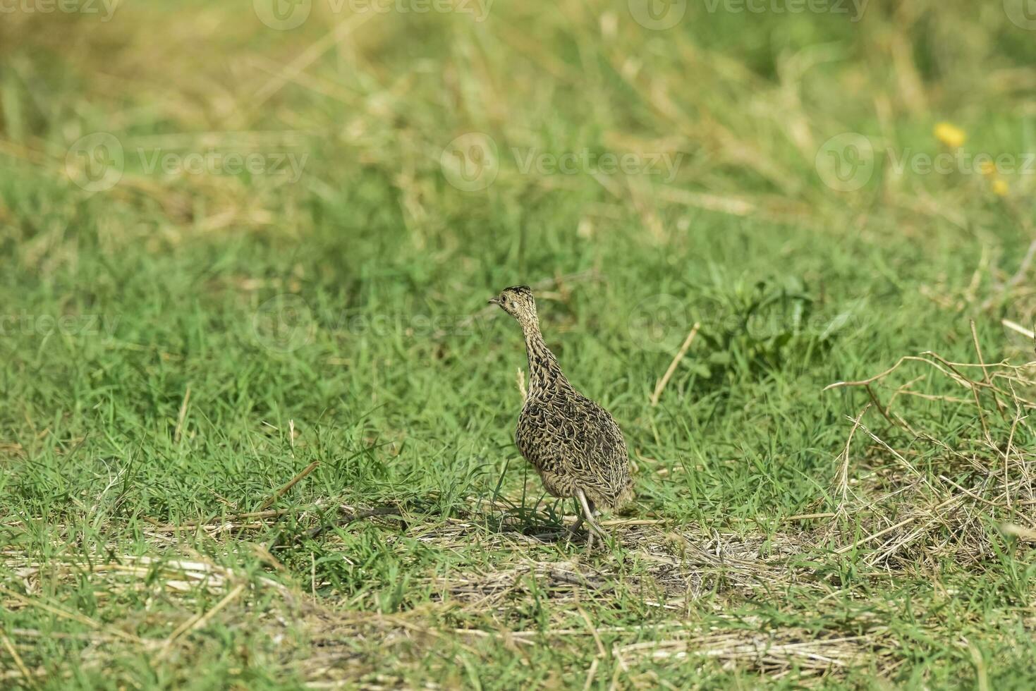 manchado tinamú pájaro foto