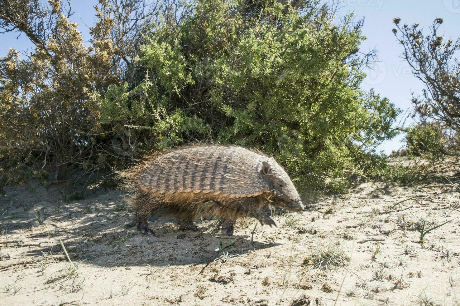 Little armadillo in Argentina photo