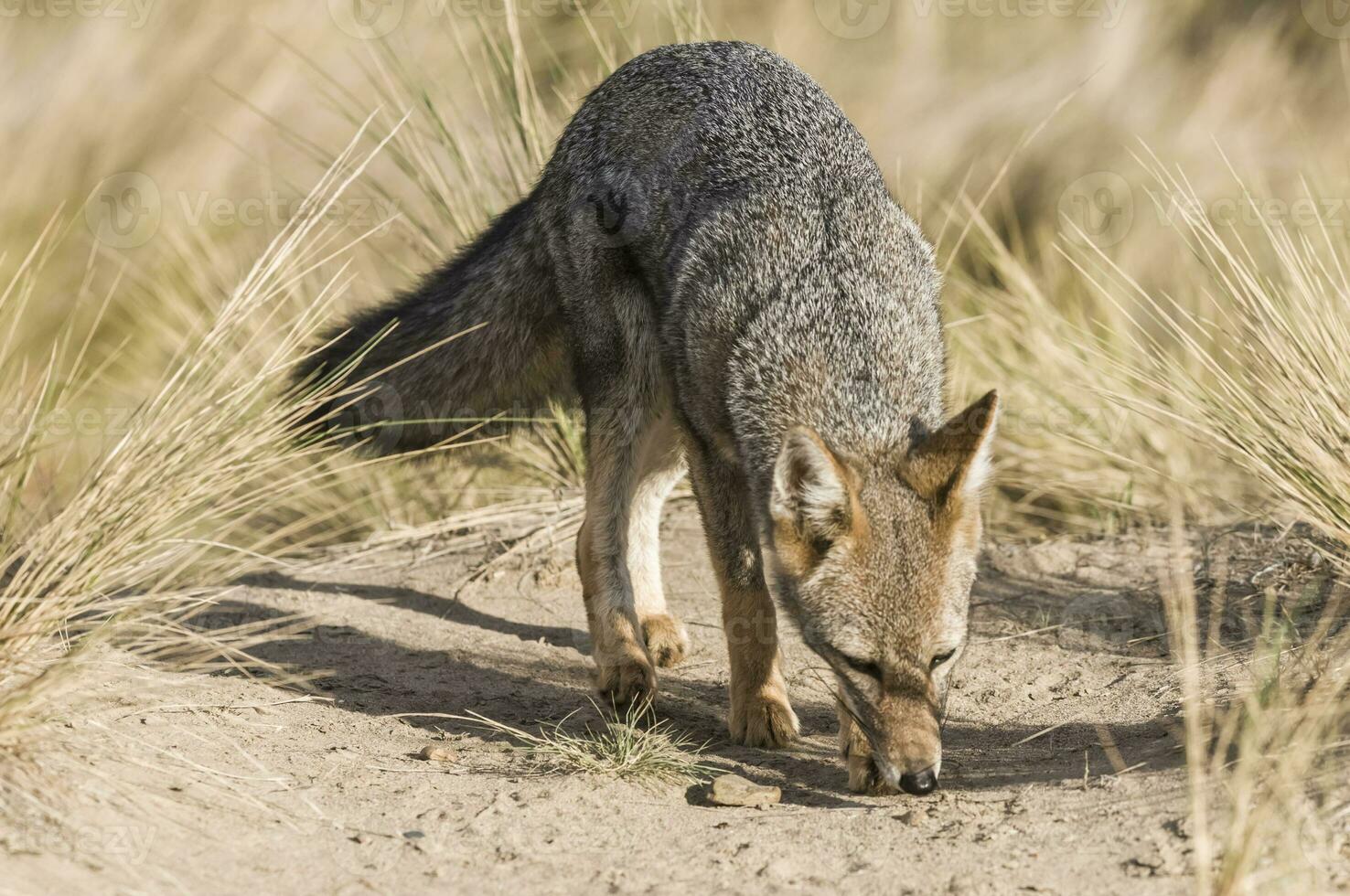 a gray fox in the wild photo