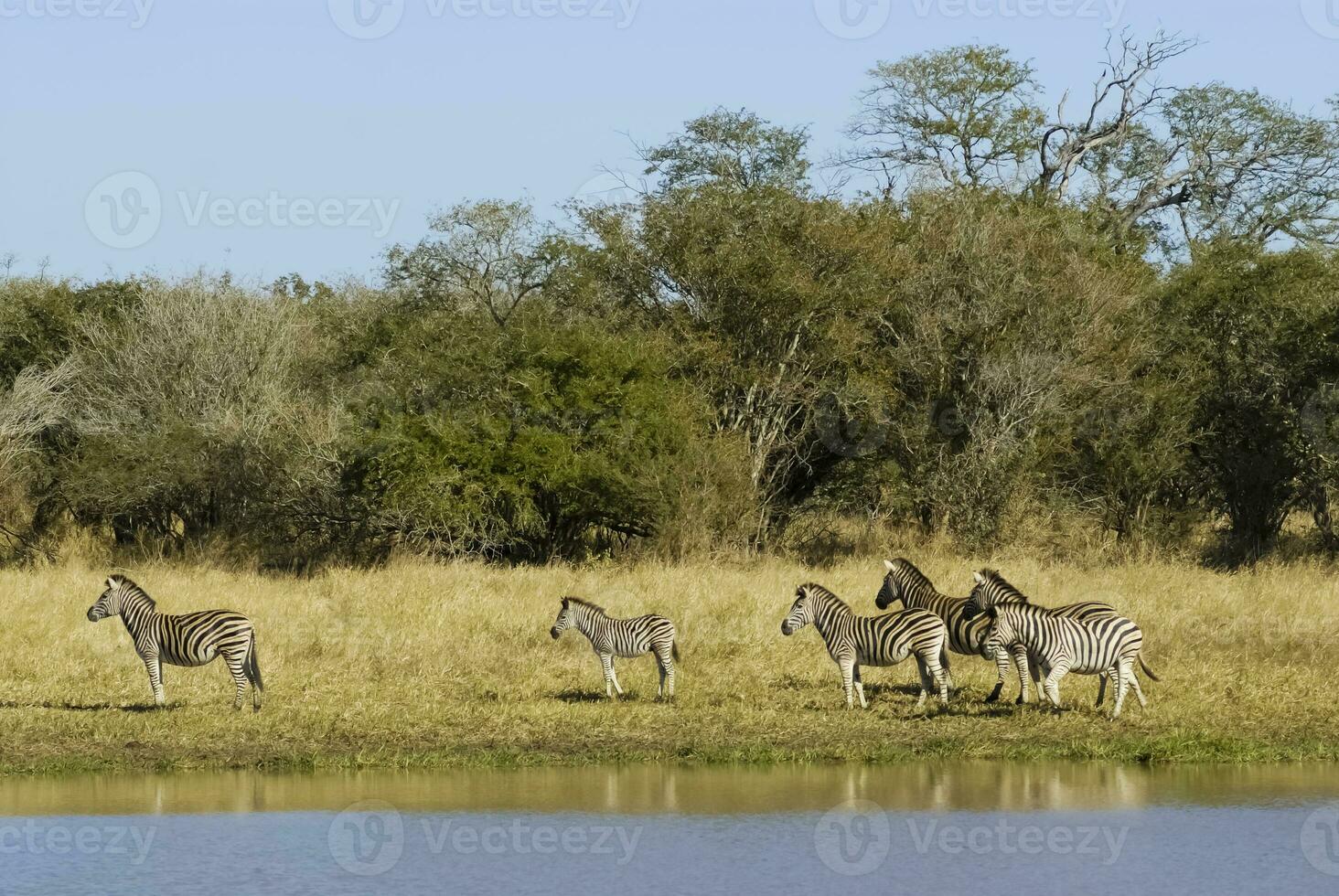 Beautiful zebras in Africa photo