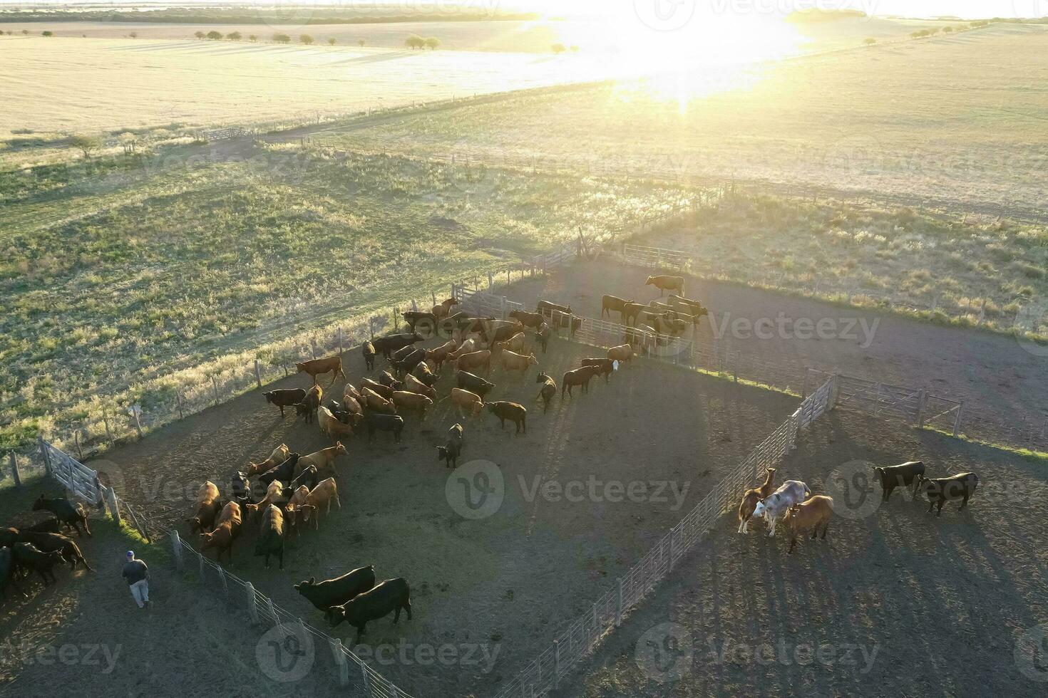 toro cría en el argentino campo foto