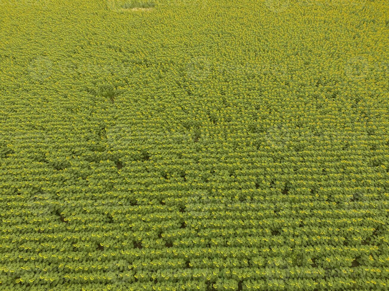 aerial view of a field of green trees photo