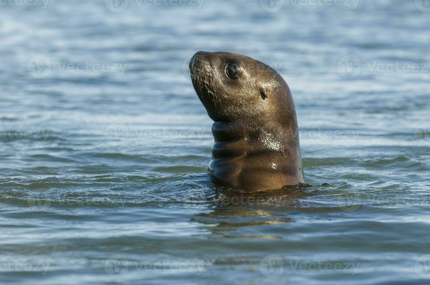 Sea lion on the water photo