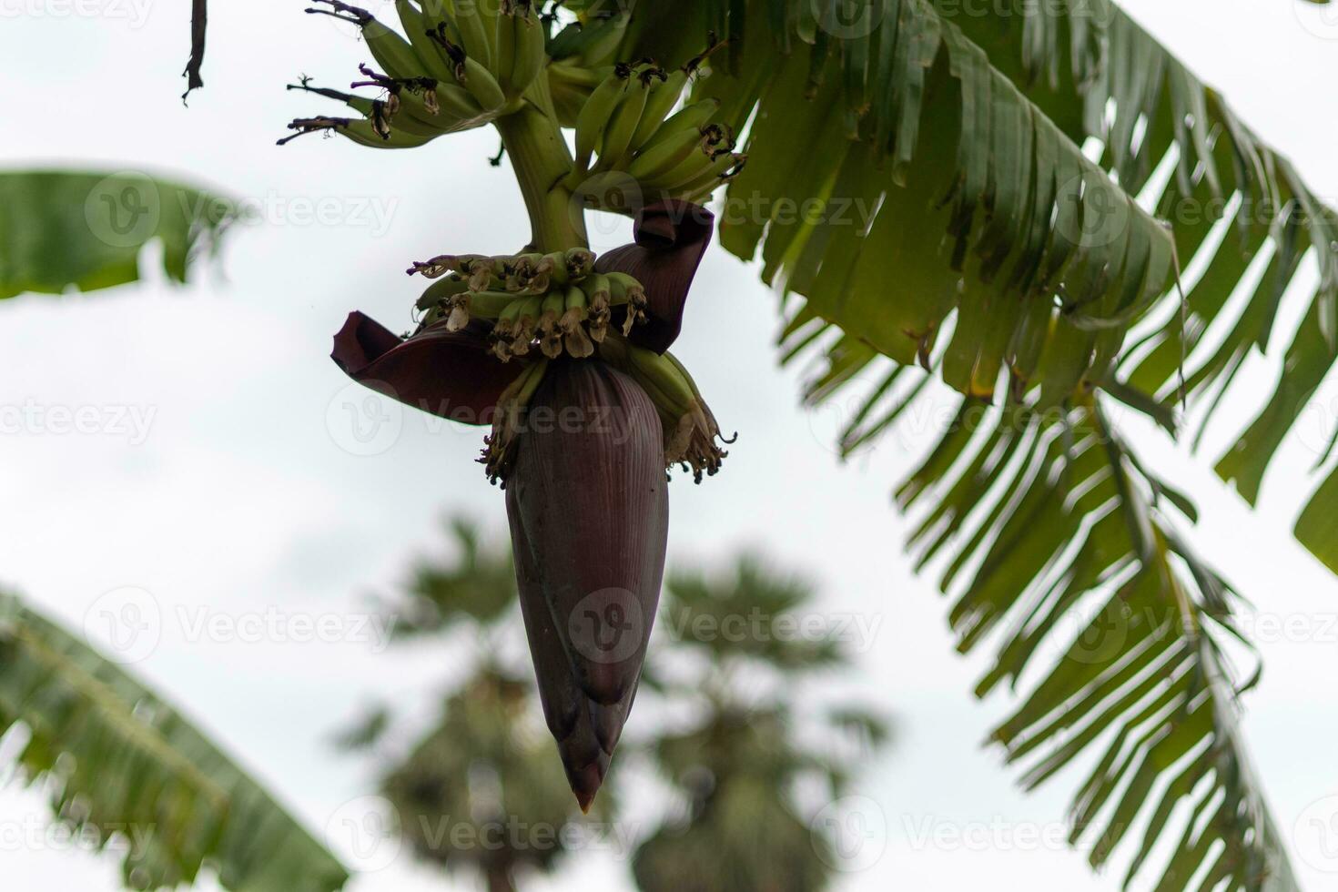 Focus on the banana sprouts. Asia's best fruit Tropical fruit. Background image, wallpaper and copy space. Banana tree. Raw banana on tree. photo