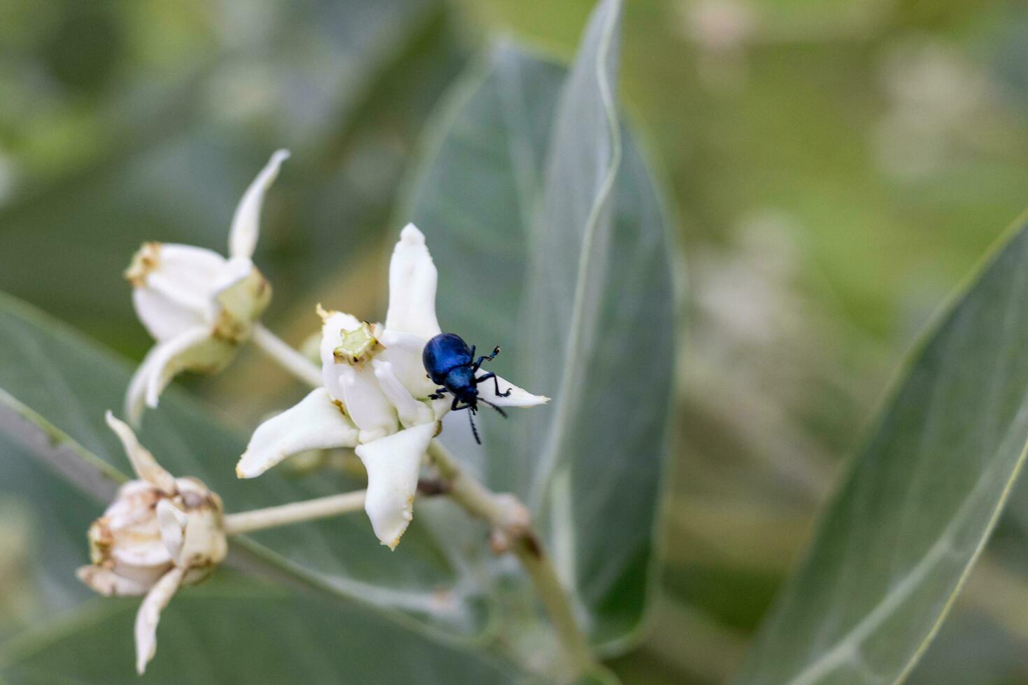 Purple flower crown blooms in the morning and insects cling to the leaves Flowers bloom in Thailand photo
