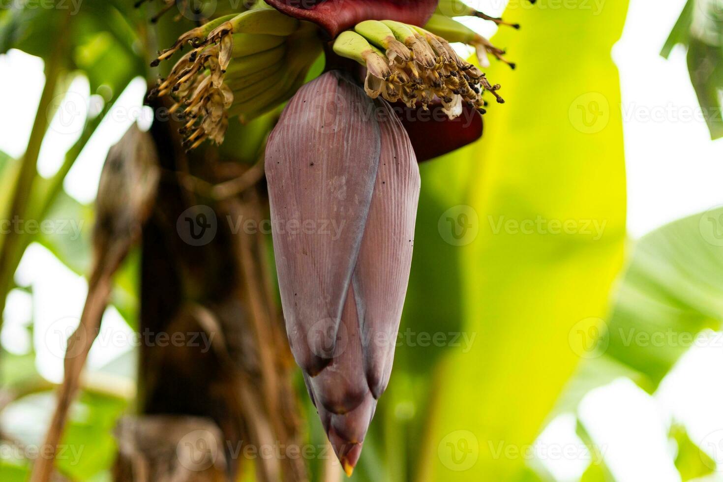 Focus on the banana sprouts. Asia's best fruit Tropical fruit. Background image, wallpaper and copy space. Banana tree. Raw banana on tree. photo
