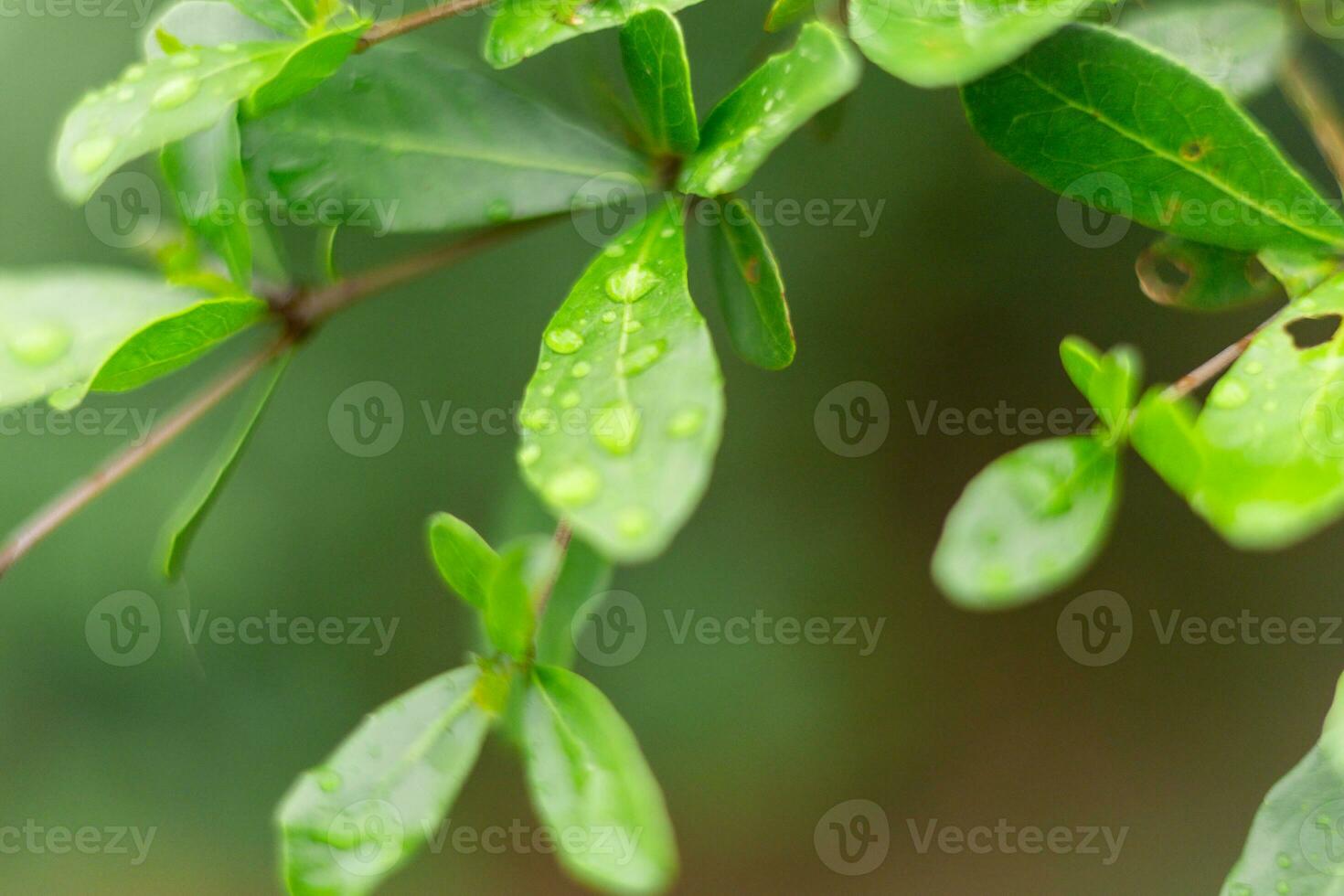 background image of green leaves There is a small drop of water on the leaf. photo