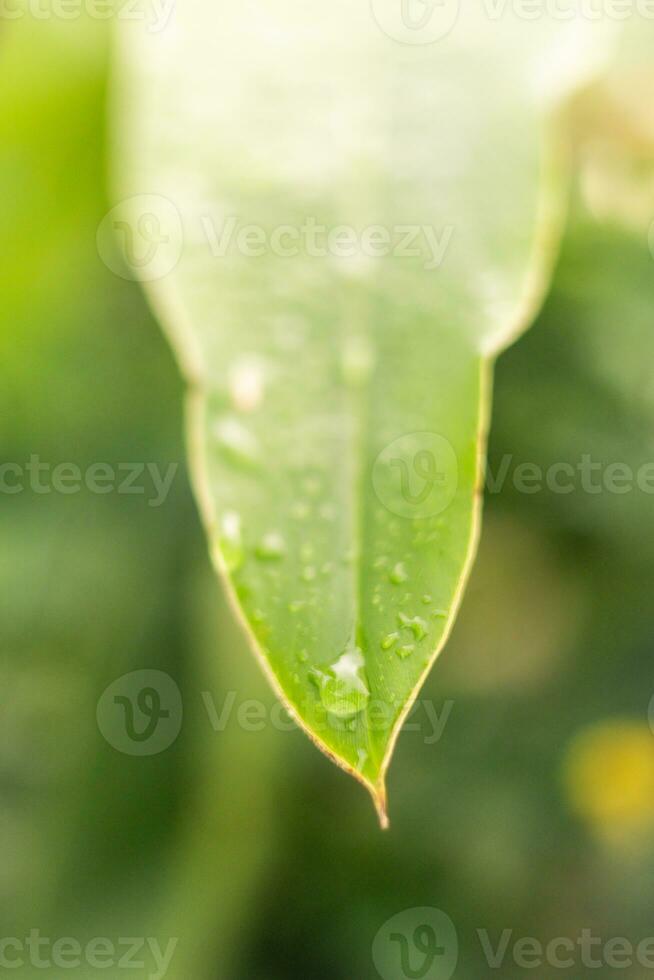 background image of one green leaf There are some water droplets on the leaves. photo