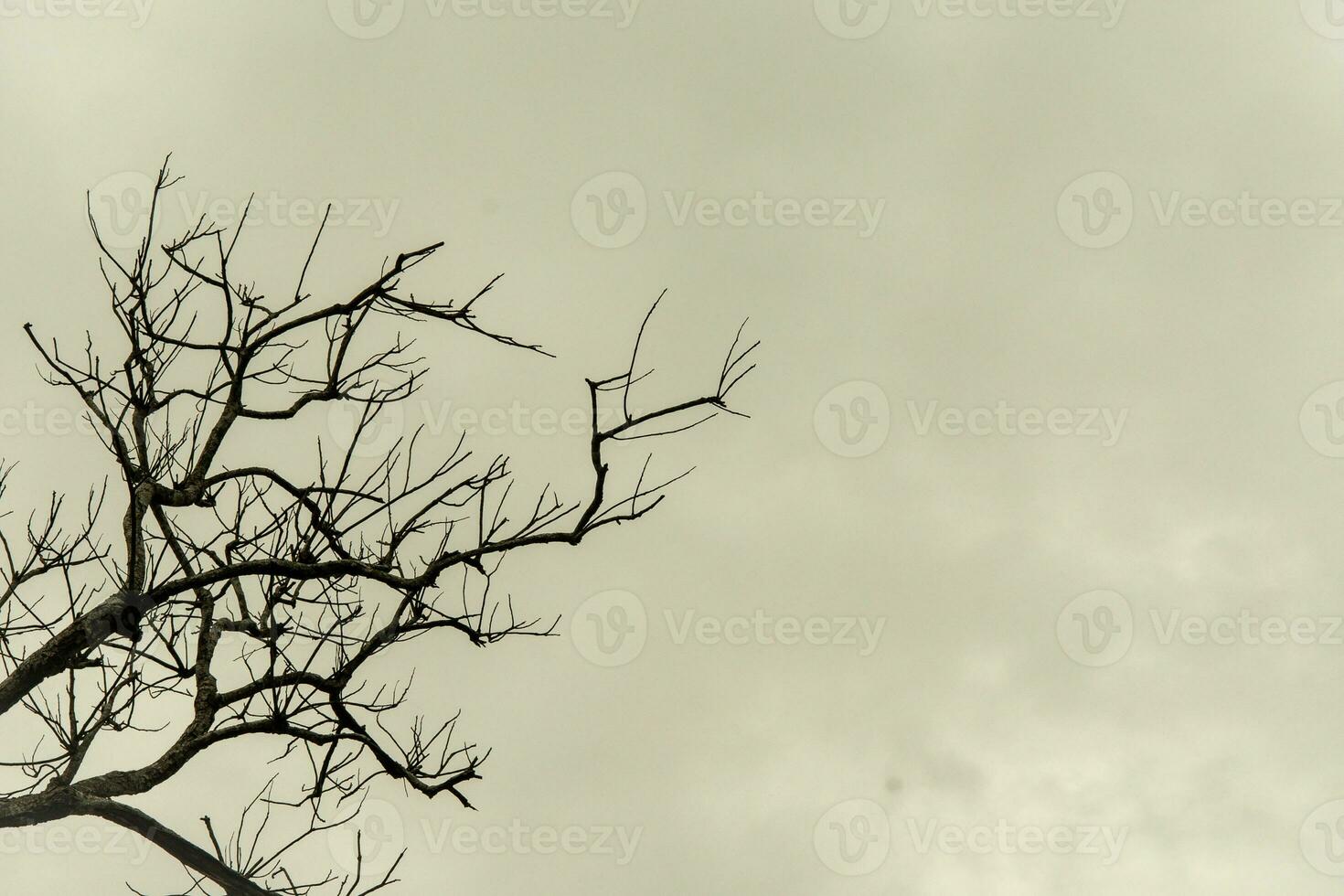 tree branches against the sky photo