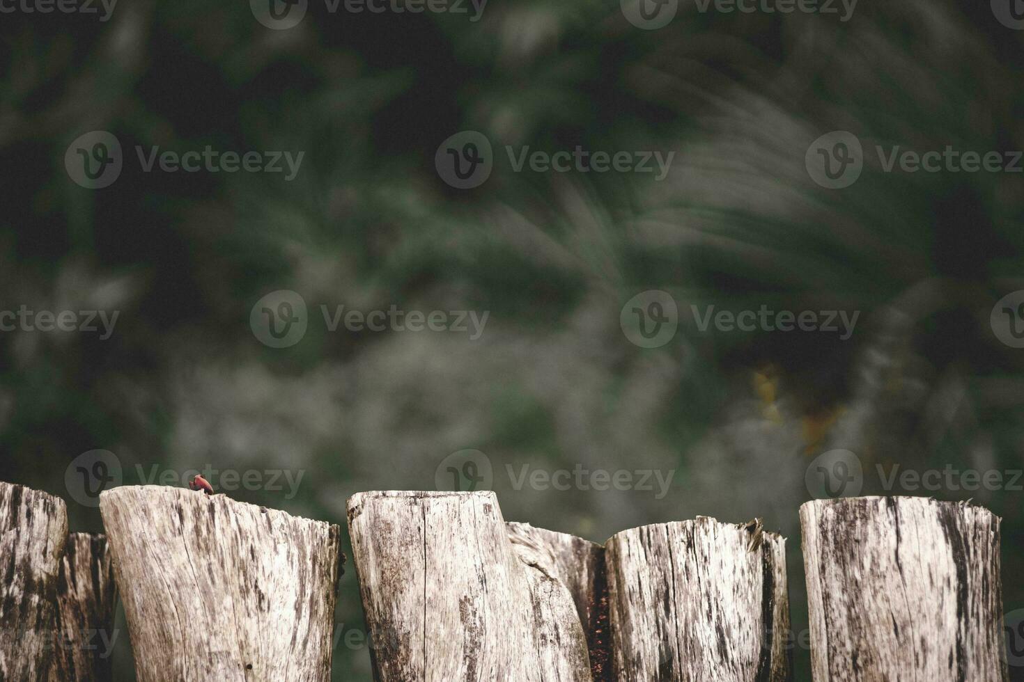 wooden table on blurred background of nature of forest and park photo