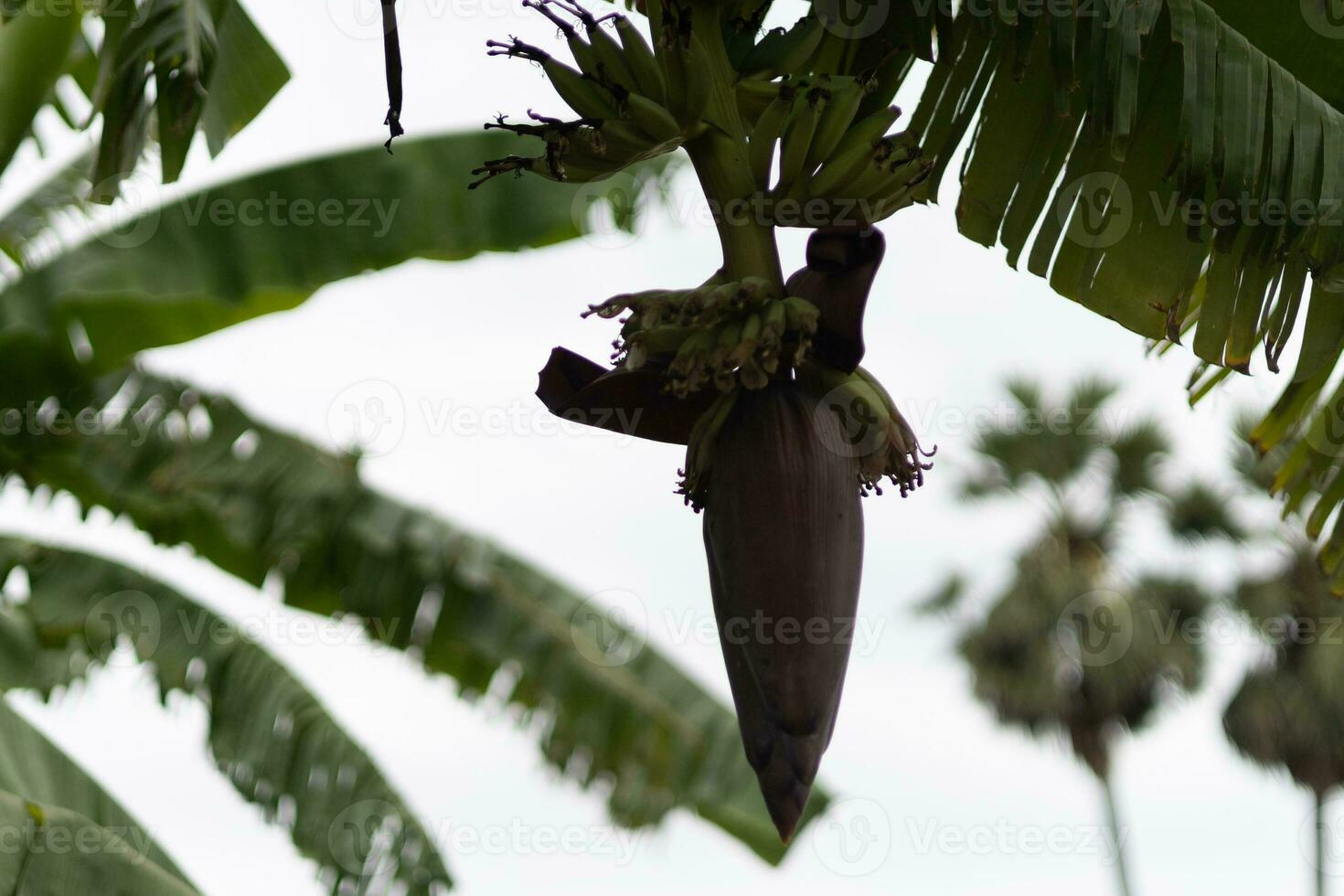 Focus on the banana sprouts. Asia's best fruit Tropical fruit. Background image, wallpaper and copy space. Banana tree. Raw banana on tree. photo