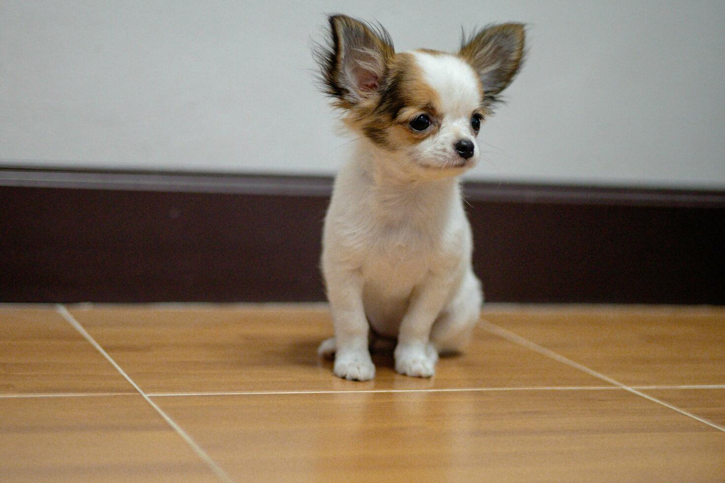 Puppies are having fun playing in the room. photo