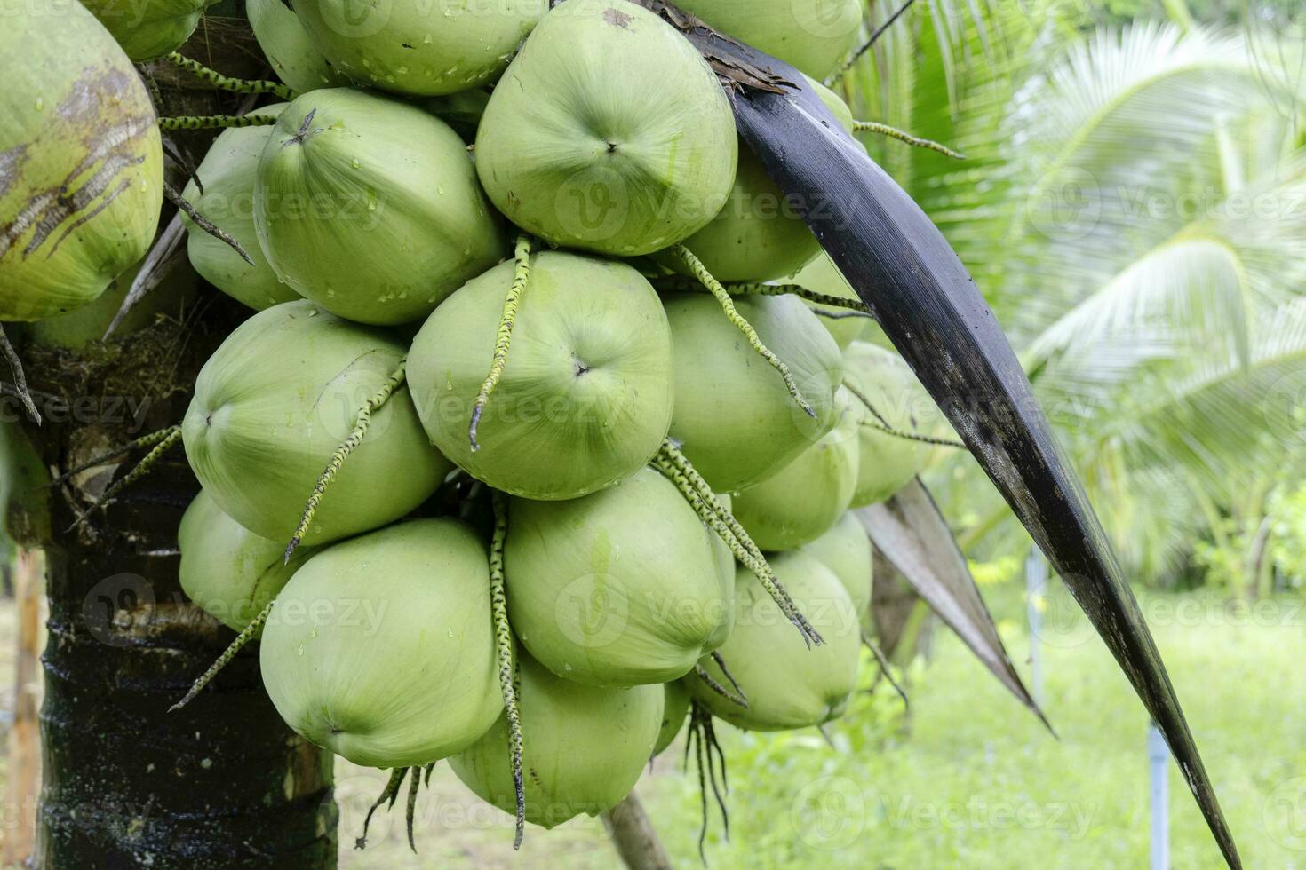 close coconut tree at plantation photo