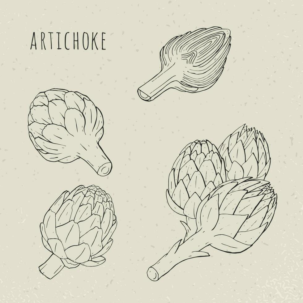 Artichoke set hand drawn botanical isolated and cutaway plant. Sketch vector illustration